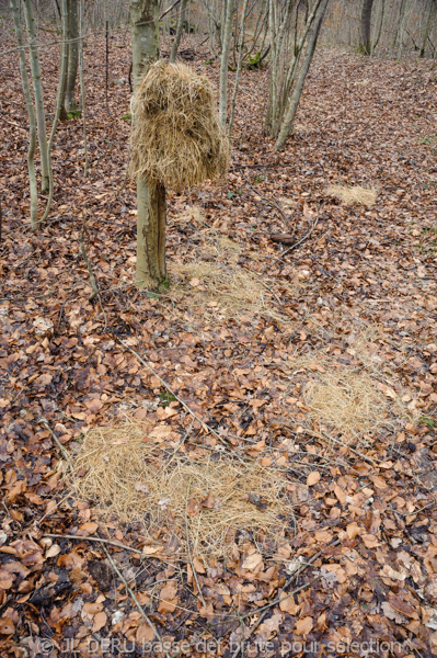 bois en hiver